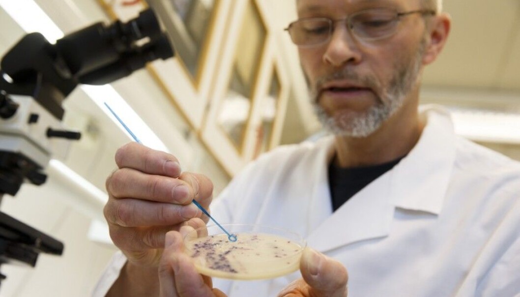 Antibiotic-resistant bacteria pose a threat to future cancer patients, who rely on antibiotics after some types of treatment. The Norwegian Cancer Society recently launched a campaign against excessive antibiotic use. Pictured are resistant MRSA bacteria at the Norwegian Veterinary Institute in Oslo. (Photo: NTB / Scanpix) Antibiotic-resistant bacteria pose a threat to future cancer patients, who rely on antibiotics after some types of treatment. The Norwegian Cancer Society recently launched a campaign against excessive antibiotic use. Pictured are resistant MRSA bacteria at the Norwegian Veterinary Institute in Oslo. (Photo: NTB / Scanpix)
