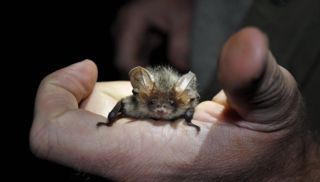 Researchers know surprisingly little about bats. Where do bats hunt? Where do they spend the winter? Where do they go to look for a mate? A new project aims to fill some of the many knowledge gaps about Norway's bats. (Photo: Katrine Eldegard) Researchers know surprisingly little about bats. Where do bats hunt? Where do they spend the winter? Where do they go to look for a mate? A new project aims to fill some of the many knowledge gaps about Norway's bats. (Photo: Katrine Eldegard)