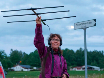 Small radio transmitters attached to each bat can be traced using a hand-held laser scanner. (Foto: Jeroen van der Kooij.) Small radio transmitters attached to each bat can be traced using a hand-held laser scanner. (Foto: Jeroen van der Kooij.)