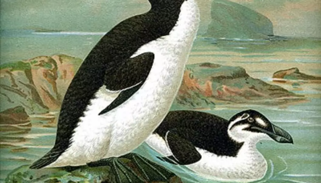 The Great Auk, painted by the Dutch artist John Gerrard Keulemans (1842-1912). (Wikimedia Commons)