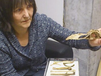 Anne Karin Hufthammer holds up the cranium of the Great Auk. (Photo: Andreas R. Graven) Anne Karin Hufthammer holds up the cranium of the Great Auk. (Photo: Andreas R. Graven)