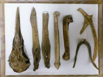 Pieces of a Great Auk skeleton, from the storage rooms of the Natural History Collections of UiB. Left to right: 1 Cranium, 2. lower jaw (right side) 3. lower jaw (left), 4. tibiotarsus (calf), 5. humerus (upper wing bone) 6. furcula (wishbone) 7 furcula fragment (below) 8. scapula (corresponds to our shoulder blade.) (Photo: Andreas R. Graven)
