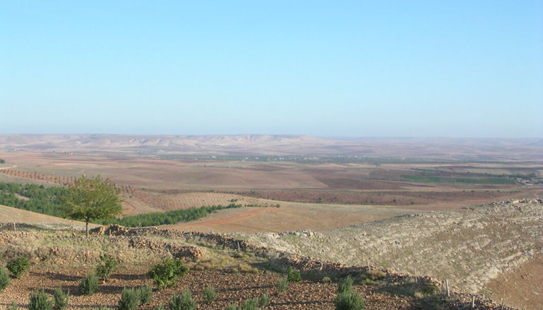 Agriculture may have originated in this landscape in the southeastern corner of Turkey. This view of the highlands is from the archaeological site Göbekli Tepe. (Photo: Manfred Heun) Agriculture may have originated in this landscape in the southeastern corner of Turkey. This view of the highlands is from the archaeological site Göbekli Tepe. (Photo: Manfred Heun)