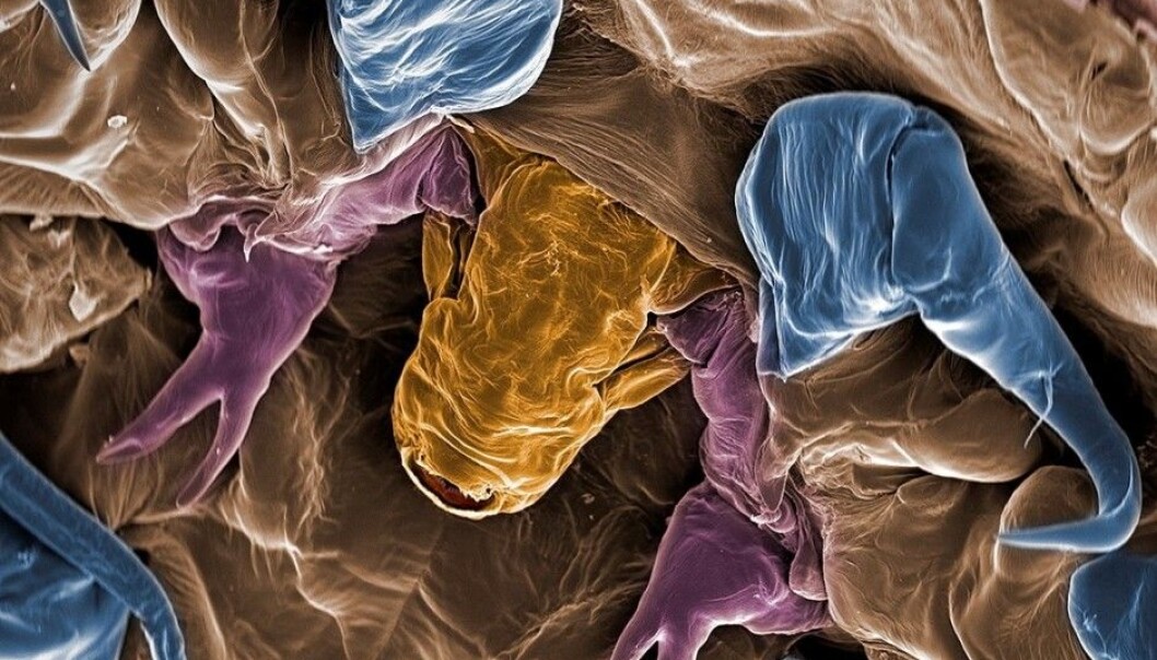 (Photo: The Norwegian Veterinary Institute) (Photo: The Norwegian Veterinary Institute)
