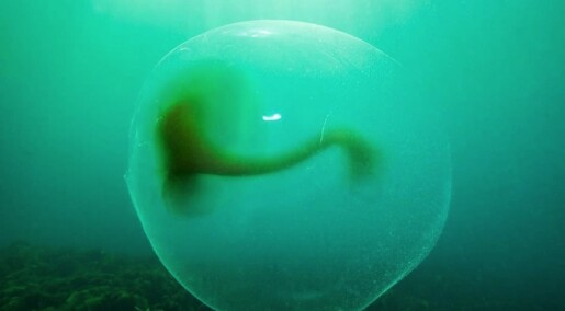 What are these gigantic balls of jelly in the sea?
