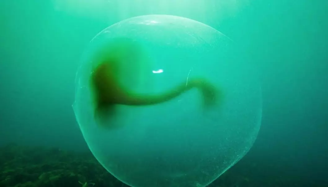 Gelatinous blobs about one metre in diameter. Have you seen them? (Photo: Erling Svensen)