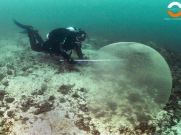 A diver is seen here after coming across one of the large spheres. (Photo: Ronni Bless Bekkemellem) A diver is seen here after coming across one of the large spheres. (Photo: Ronni Bless Bekkemellem)