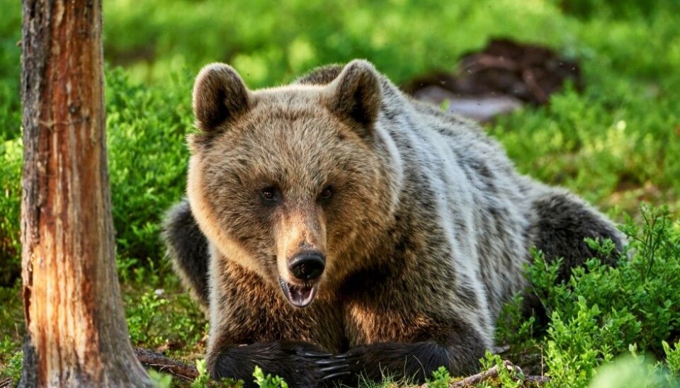 (Photo: ArCaLu / Shutterstock / NTB scanpix)