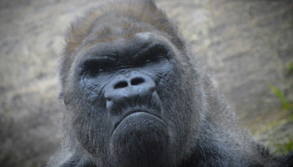 A grumpy gorilla?  (Photo: KARI K / Shutterstock / NTB scanpix)