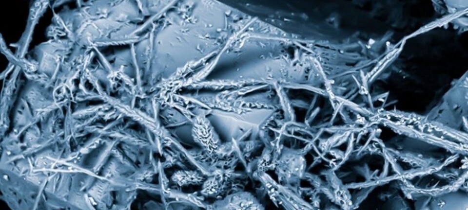 Fungi found 740 metres deep in Swedish bedrock