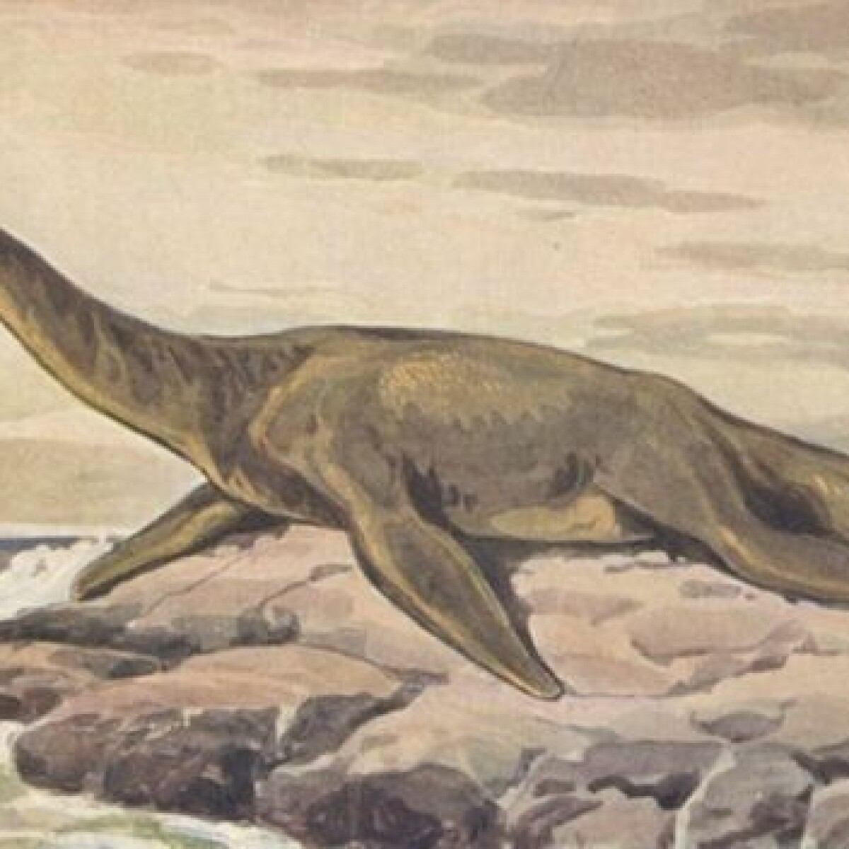 Animals That Might Exist