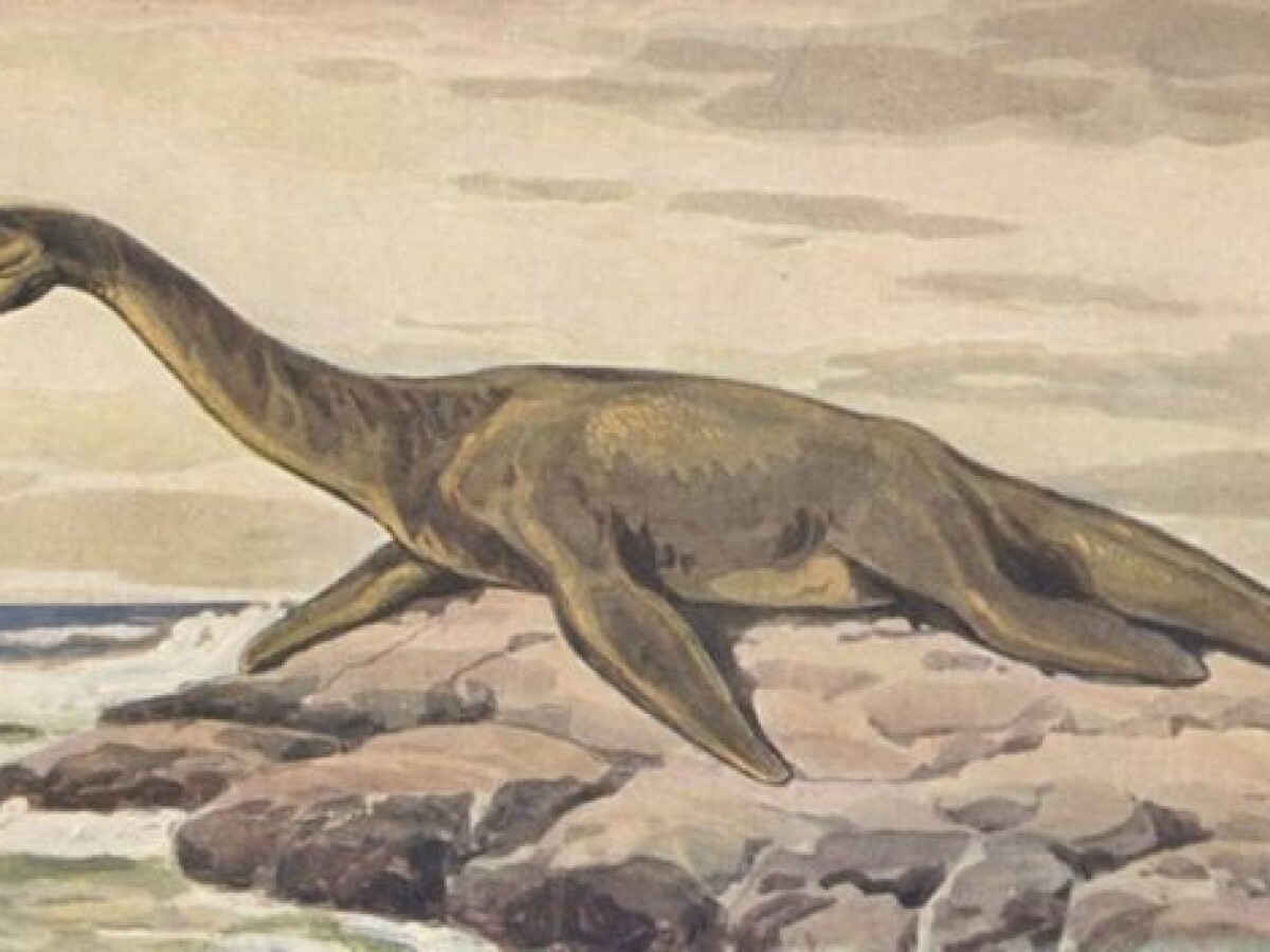 Animals That Might Exist