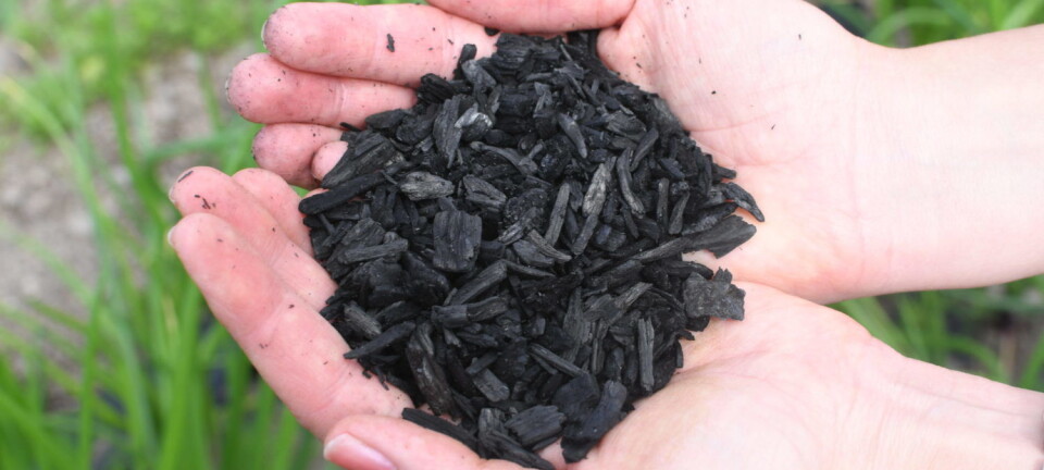 This approach not only binds CO2, but also improves the soil