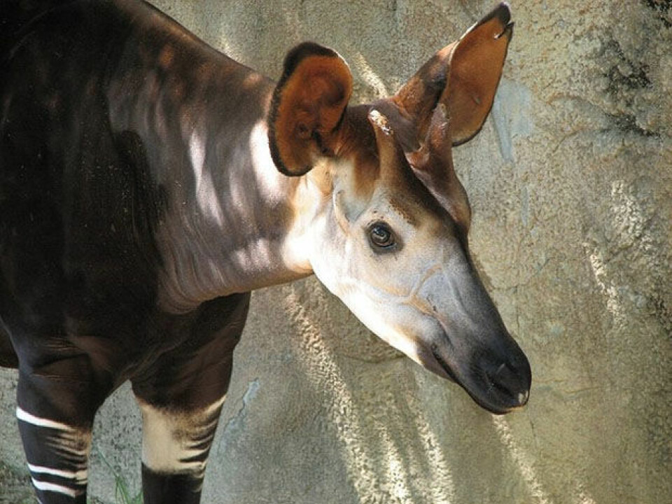 Maybe the okapi doesn’t look so spectacular now, but it shocked Europeans just over a century ago. (Photo: Trisha Shears/Wikimedia Creative Commons)