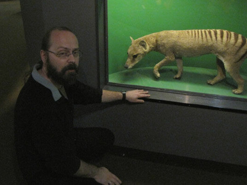 Torfinn Ørmen thinks the Tasmanian tiger is today’s most likely cryptid. This stuffed specimen is exhibited at the Natural History Museum in Oslo. (Photo: Hanne Jakobsen)
