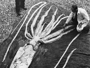 This little guy was found not far from Trondheim in 1954, and measured 9.4 metres. Giant squids were once thought to be a myth but have proven to be very much alive. (Photo: The NTNU Museum of Natural History and Archaeology) This little guy was found not far from Trondheim in 1954, and measured 9.4 metres. Giant squids were once thought to be a myth but have proven to be very much alive. (Photo: The NTNU Museum of Natural History and Archaeology)