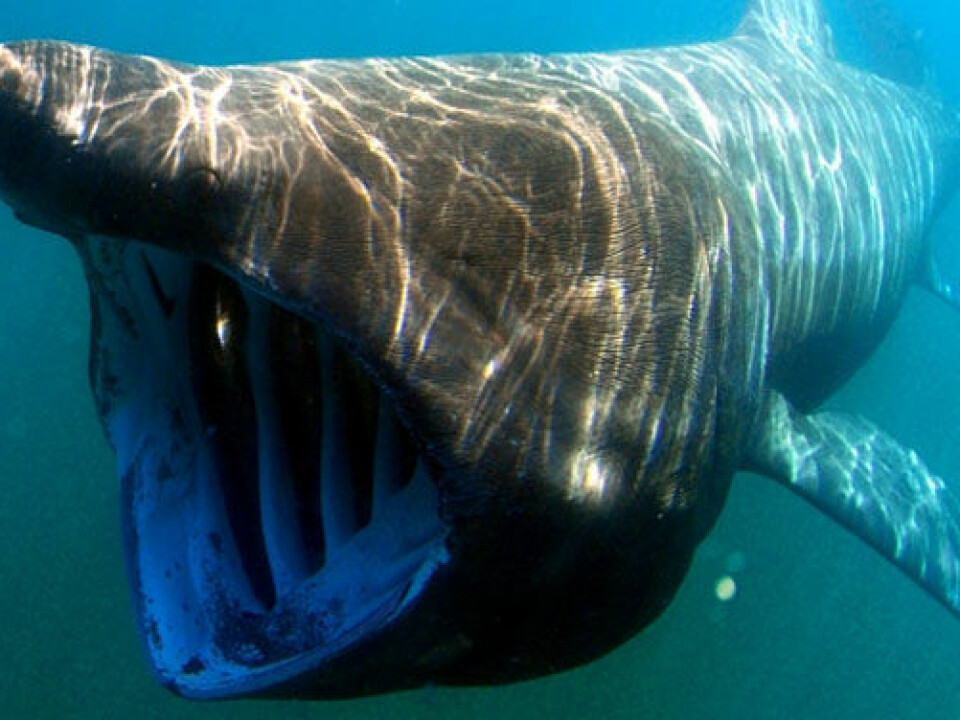 The basking shark is one of the causes of the Nessie myth. (Photo: Greg Skomal/SWFSC-NOAA)