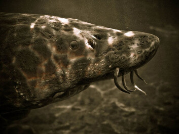 The sturgeon looks a little monstrous, and it can get huge. If any of these have ever made their way to Loch Ness, it wouldn’t take much fantasy for them to trigger sea monster sightings. (Photo: Michelle Minor/Wikimedia Creative Commons) The sturgeon looks a little monstrous, and it can get huge. If any of these have ever made their way to Loch Ness, it wouldn’t take much fantasy for them to trigger sea monster sightings. (Photo: Michelle Minor/Wikimedia Creative Commons)