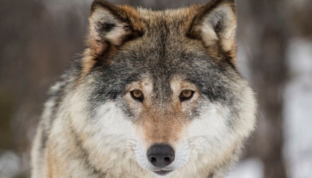 Where did Norwegian wolves originate — and are they hybrids?