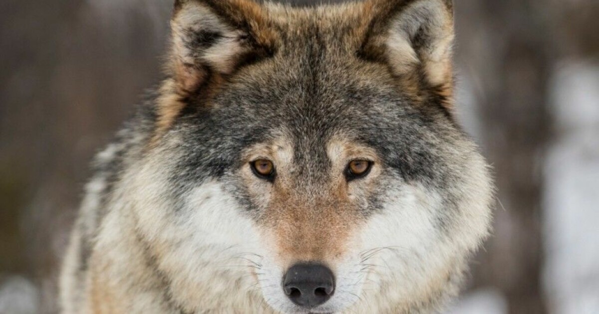 Where did Norwegian wolves originate — and are they hybrids?