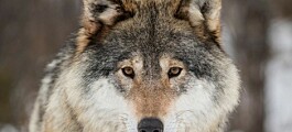 Where did Norwegian wolves originate — and are they hybrids?