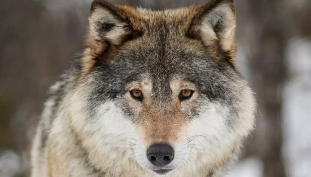 Those who oppose allowing wolf populations to expand in Norway claim that the country’s wolves have hybridized with dogs, and that the original wolves were smuggled into the country rather than coming here on their own. They argue this means there is no reason to protect the animals, which are listed on the 2015 Norwegian Red List for Species as critically endangered. (Photo: Heiko Junge / NTB scanpix)