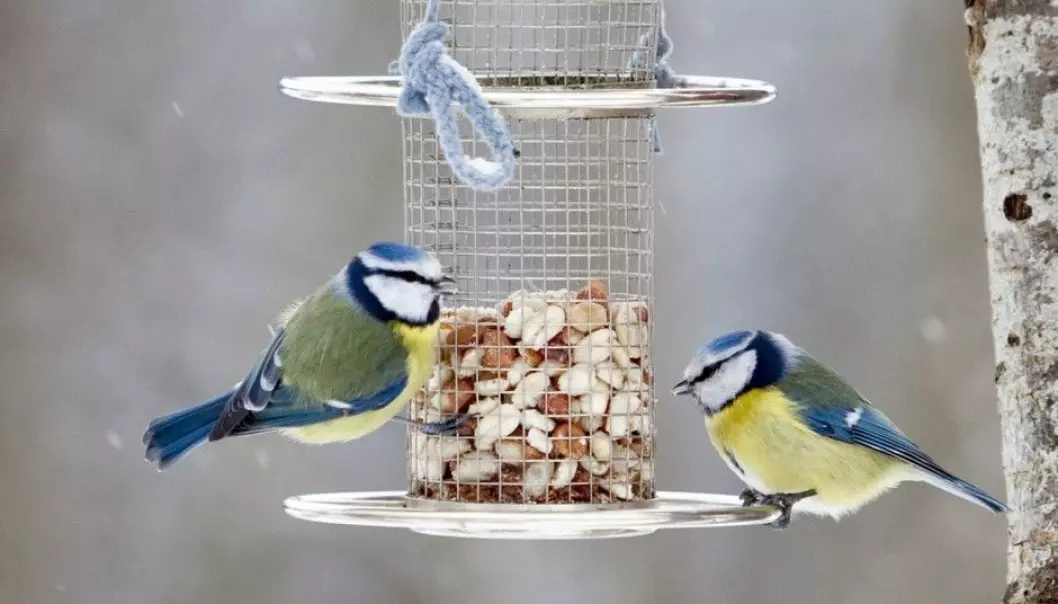 Two blue tits nibbling on nuts from a birdfeeder. Usually it is the great tit that benefits the most from people’s feeding of birds, according to Biologist Tore Slagsvold. (Photo: Paul Kleiven / NTB scanpix)