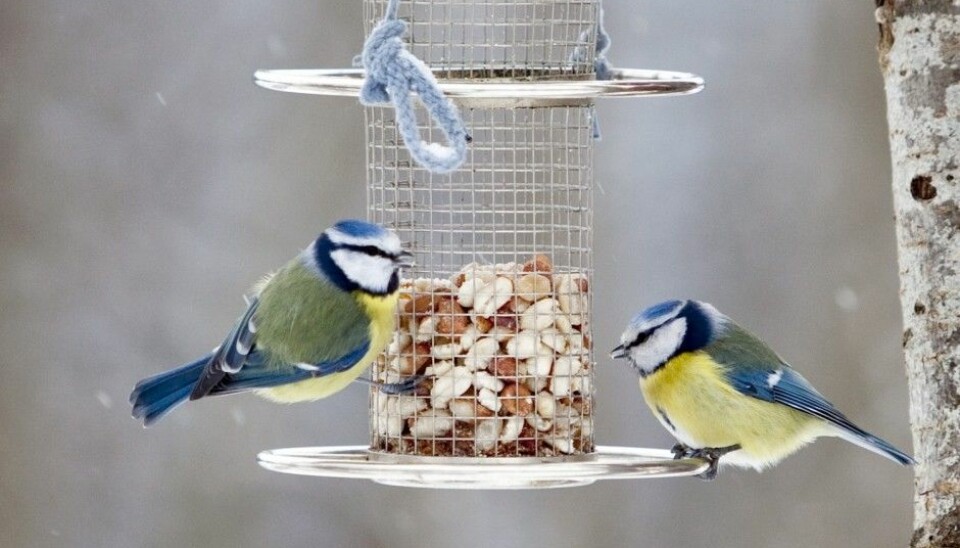 Two blue tits nibbling on nuts from a birdfeeder. Usually it is the great tit that benefits the most from people’s feeding of birds, according to Biologist Tore Slagsvold. (Photo: Paul Kleiven / NTB scanpix)