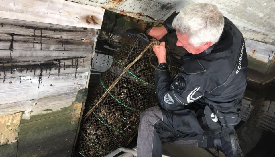 (Photo: Lise Tveiten, NIVA)