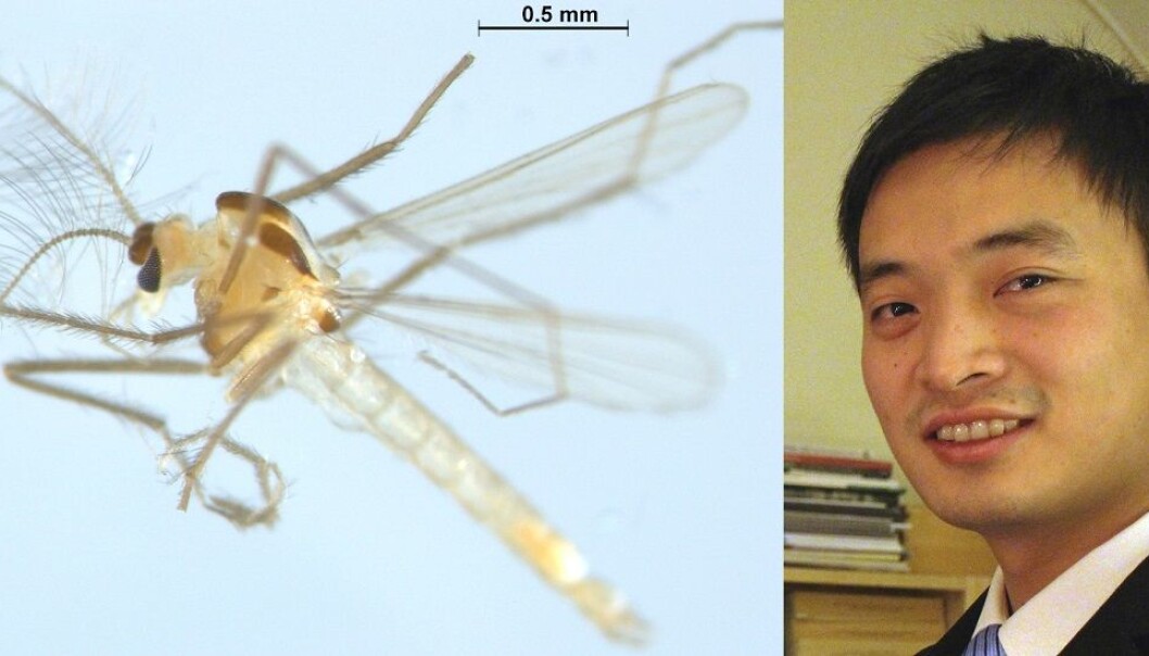 Tanytarsus adustus is a new species of chironomid, or non-biting midge, discovered in Norway by Xiaolong Lin. (Photo: Xiaolong Lin, NTNU University Museum)
Tanytarsus adustus is a new species of chironomid, or non-biting midge, discovered in Norway by Xiaolong Lin. (Photo: Xiaolong Lin, NTNU University Museum)