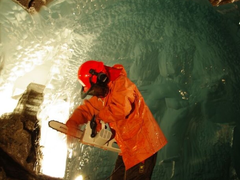 Miriam Jackson takes ice samples with a chainsaw under the glacier. (Photo: Halfdan Benjaminsen / NVE)