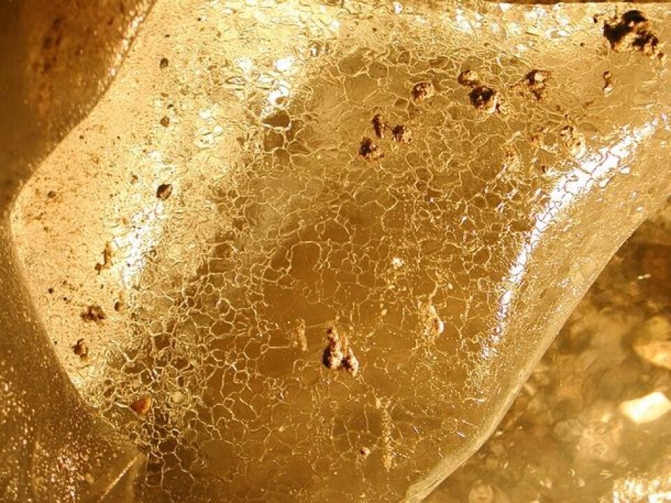 Ice crystals obtained from 200 metres below the surface of Engabreen. (Photo: Miriam Jackson / NVE)