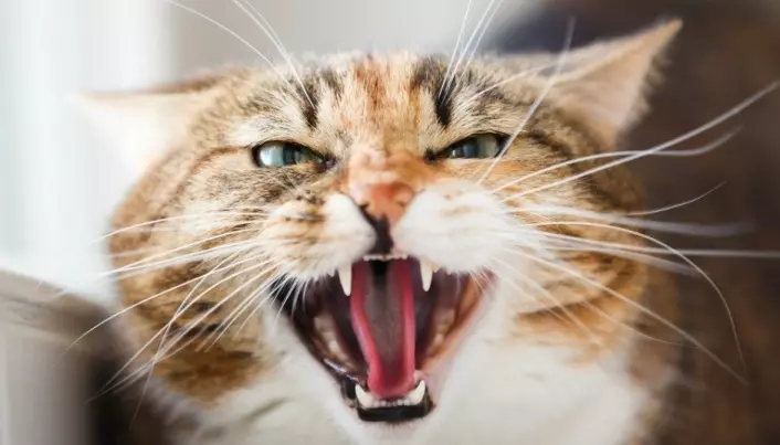 Is your cat unhappy? It might have arthritis