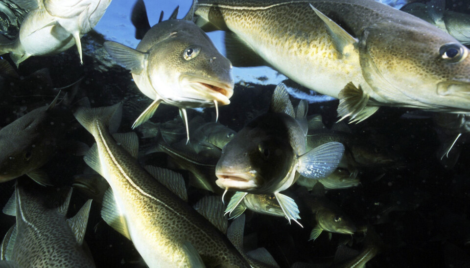 When young cod are exposed to large amounts of light, they will develop thinner but more numerous muscle fibres – which increases their growth potential. (Photo: Seafood.no)