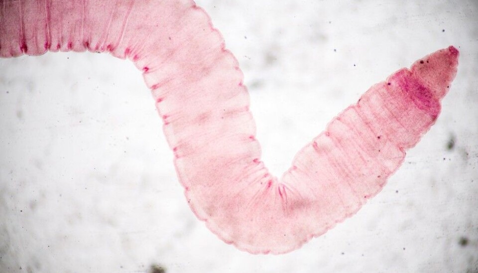 Tapeworm drug fights prostate cancer