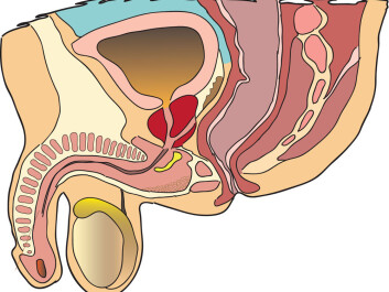 The prostate is seen in red in the middle of the illustration. (Illustration: Colourbox) The prostate is seen in red in the middle of the illustration. (Illustration: Colourbox)