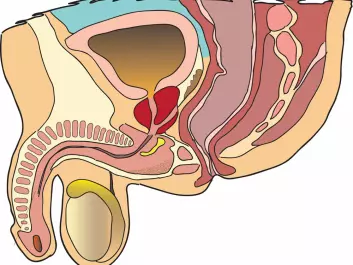 The prostate is seen in red in the middle of the illustration. (Illustration: Colourbox)