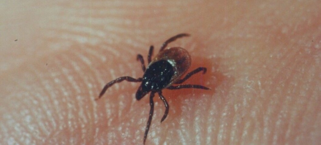Another tick-borne disease to worry about
