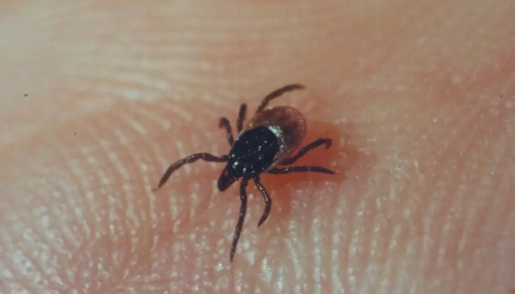 A female tick on Snorre Stuen’s hand. This type of tick can carry the bacterium Anaplasma phagocytophilum. (Photo: Truls Moum)