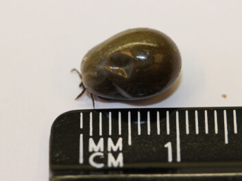 A well-fed tick: A female tick after a meal. (Photo: Snorre Stuen) A well-fed tick: A female tick after a meal. (Photo: Snorre Stuen)