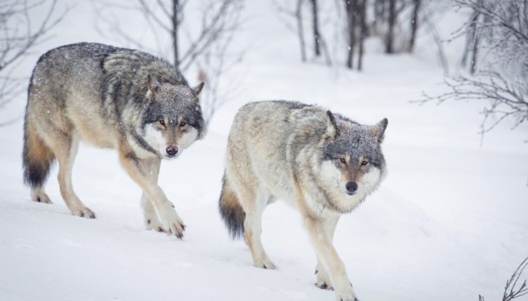 Between 51 to 56 wolves lived in Norway in the winter of 2016/2017, with a similar number living on the border between Sweden and Norway, according to rovdata.no. (Photo: Kjetil Kolbjornsrud / Shutterstock/ NTB scanpix) Between 51 to 56 wolves lived in Norway in the winter of 2016/2017, with a similar number living on the border between Sweden and Norway, according to rovdata.no. (Photo: Kjetil Kolbjornsrud / Shutterstock/ NTB scanpix)