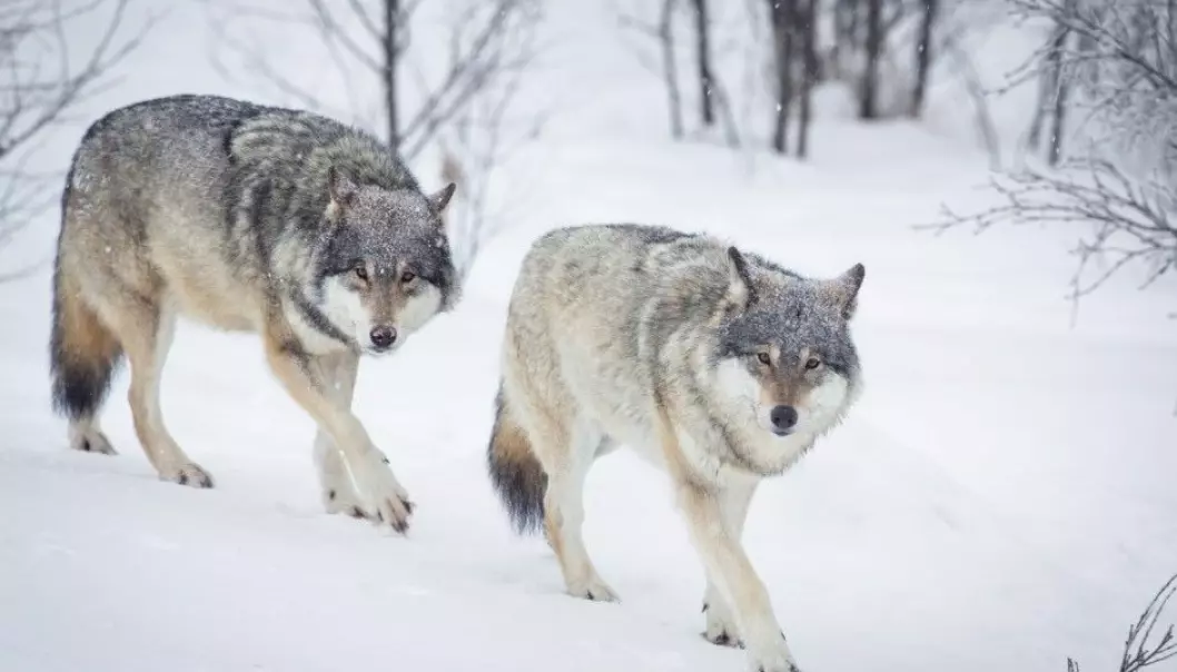 Between 51 to 56 wolves lived in Norway in the winter of 2016/2017, with a similar number living on the border between Sweden and Norway, according to rovdata.no. (Photo: Kjetil Kolbjornsrud / Shutterstock/ NTB scanpix)
