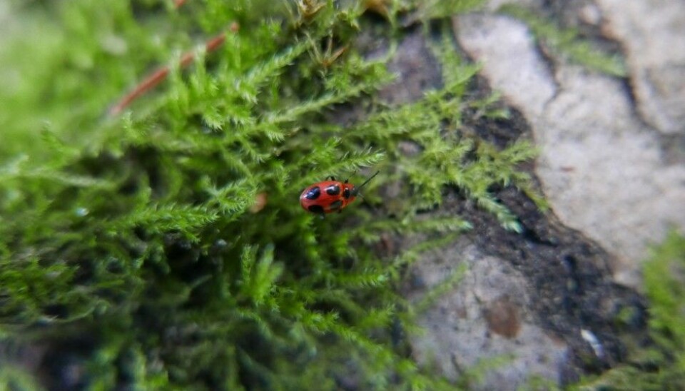 Researchers have discovered how fungi can move from one dead log to the next. (Photo: Rannveig Jacobsen / NMBU)