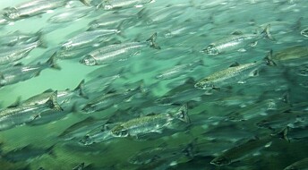 How healthy is farmed salmon?