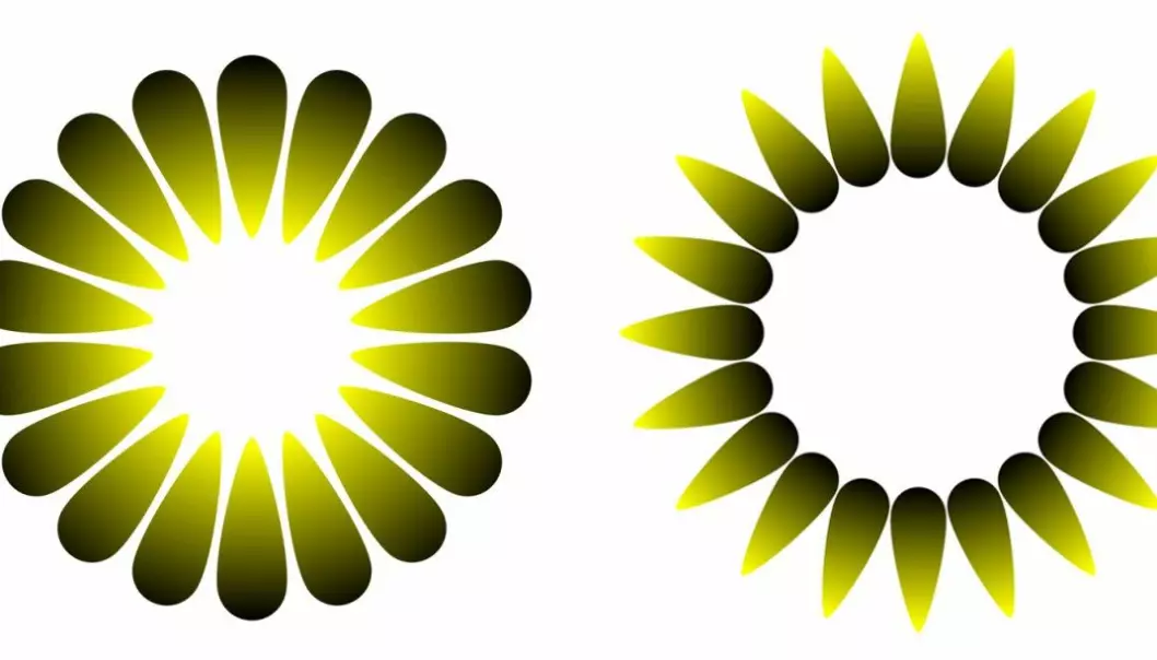 These two illusions are made according to a design by the psychologist and artist Akiyoshi Kitaoka. The figure on the left is called “Morning sunlight”, and appears to have a bright light at the centre. The other one is called “Evening dusk”, and it seems to have a dimmer interior and a glowing corona. Both figures are actually equally bright, inside and outside. (Figures: Bruno Laeng, Tor Endestad and Akiyoshi Kitaoka)