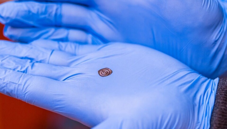 A bracteate weighing 0.085 grams. By comparison, a modern-day Norwegian krone weighs 4.35 grams, more than 50 times as much. (Photo: Julie Gloppe Solem, NTNU)