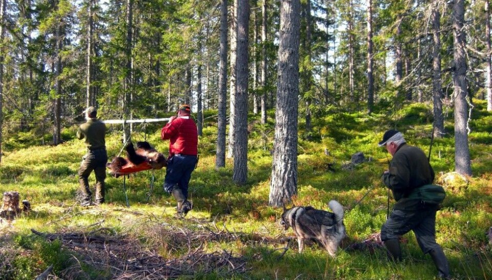 Bear hunting with caution