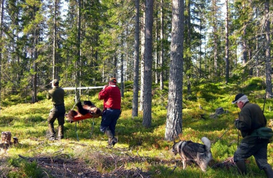 Bear hunting with caution