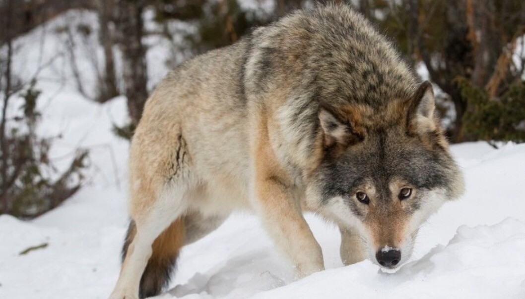 A wolf does not know or care whether it is in Norway or Sweden. But wildlife managers on either side of the border operate with different political and economic platforms. This causes trouble. (Photo: Heiko Junge / NTB scanpix) A wolf does not know or care whether it is in Norway or Sweden. But wildlife managers on either side of the border operate with different political and economic platforms. This causes trouble. (Photo: Heiko Junge / NTB scanpix)