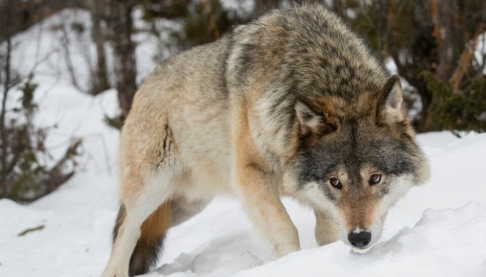 A wolf does not know or care whether it is in Norway or Sweden. But wildlife managers on either side of the border operate with different political and economic platforms. This causes trouble. (Photo: Heiko Junge / NTB scanpix)